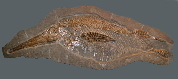 Stenopterygius Fossil