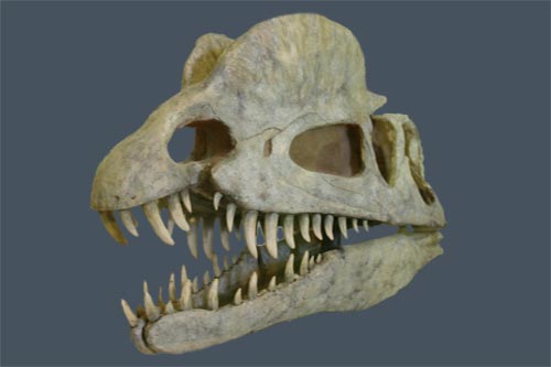 Schädel eines Dilophosaurus