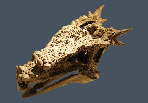 Schädel des Dracorex hogwartsia