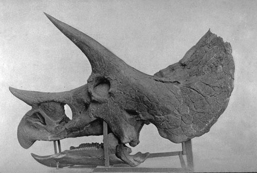 Schädel eines Triceratops
