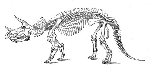 Triceratops, Skelett