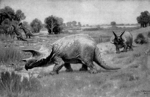 Triceratops, Zeichnung
