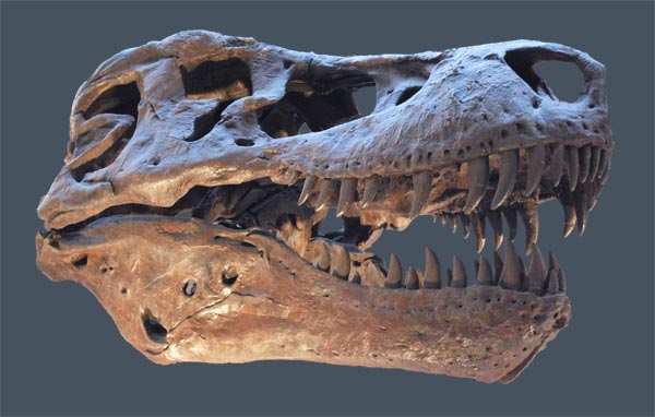 Schädel eines Tyrannosaurus rex